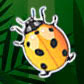 Beetle Bingo Scratch слот